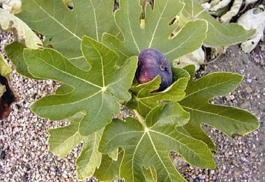 Ficus. The common fig contains furocoumarins and s