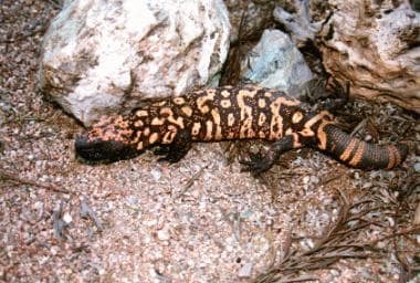A Gila monster (Heloderma suspectum). Photo by Hol