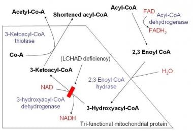 Schematic demonstrating mitochondrial fatty acid b