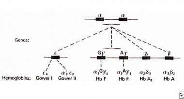 在16号染色体上复制的α链基因