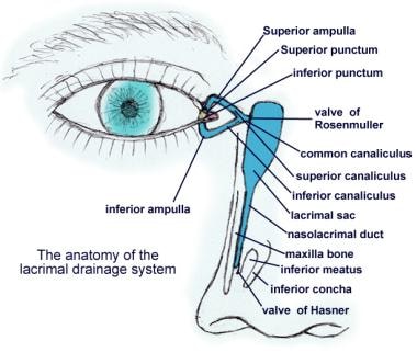 Lacrimal drainage system anatomy. 