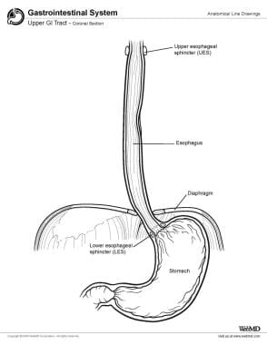 Upper GI Tract Anatomy: Overview, Gross Anatomy, Microscopic Anatomy