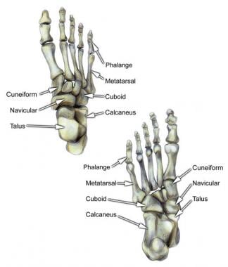 Bones of foot. All segments of foot, including hin