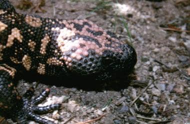 Close-up of the head of a Gila monster. Clearly ev