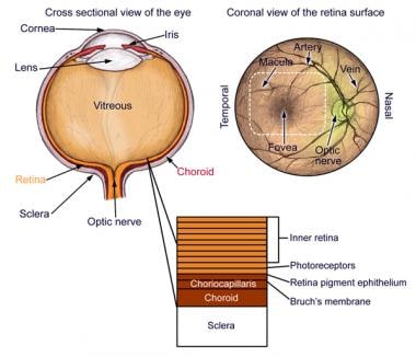 Anatomy of the eye. 