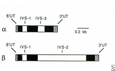 α和β球蛋白基因（染色体16和11