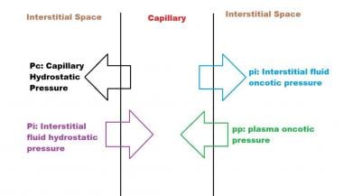 Forces determining capillary filtration