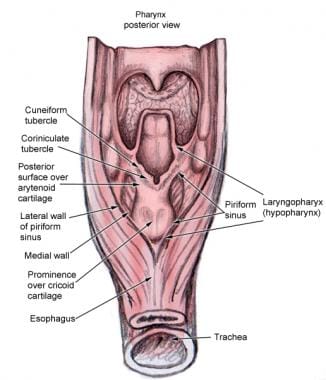 pyriform sinus anatomy