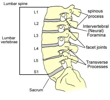 Lumbar Spine Anatomy: Overview, Gross Anatomy, Natural Variants