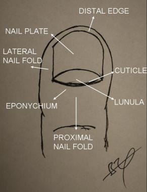 Nail Definition Anatomy - Anatomy Diagram Book