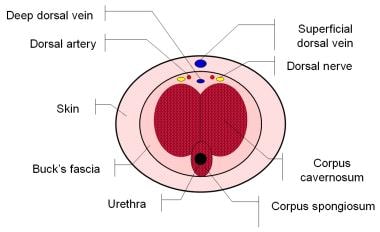 Transverse section through the base of the penis. 