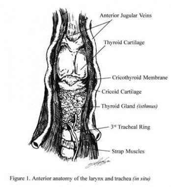 Anterior anatomy of the larynx and trachea (in sit