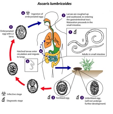 Life cycle of Ascaris lumbricoides. Courtesy of th