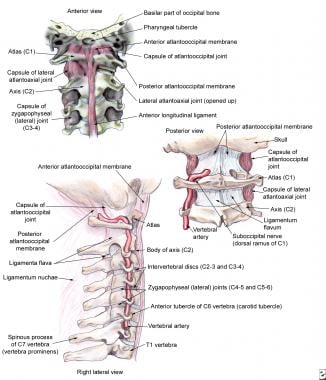 External craniocervical ligaments. 