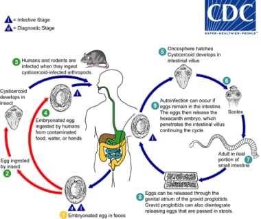 blastocystis hominis life cycle