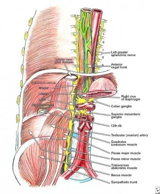 Pertinent anatomy for celiac plexus block. 