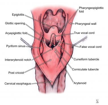 Hypopharyngeal anatomy. 