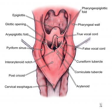 pyriform sinus anatomy