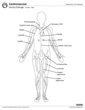 Venous drainage, anterior view. 