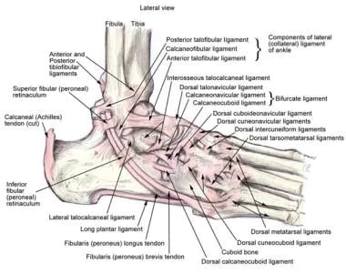 Anatomy of the lateral ankle ligamentous complex a