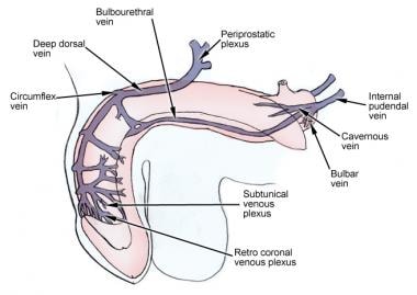 Venous drainage of the penis. 