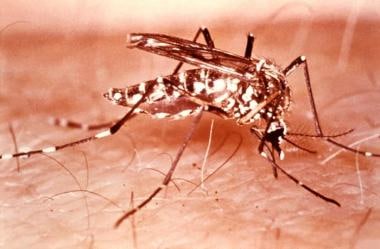 这位雌性AEDES AEGYPTI蚊子显示在后