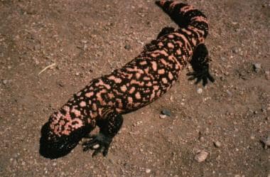 A Gila monster (Heloderma suspectum). Photo by Mic