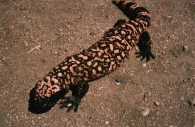 gila monster vs mexican beaded lizard