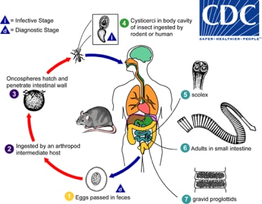 blastocystis hominis life cycle