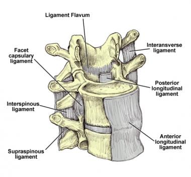 Anterolateral view of the lumbar spine demonstrati