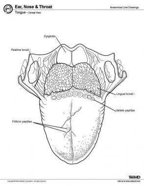 Tongue, dorsal view. 