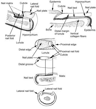 Parts of the Nail: Structure and How They Grow