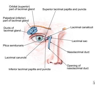 eye model labeled lacrimal gland