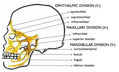 The distribution of the mandibular nerve and its branches in the