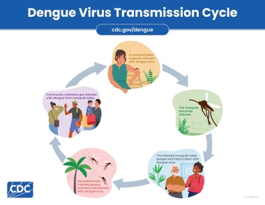 Dengue Virus Transmission Cycle