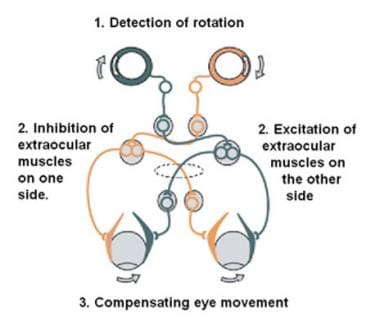 The vestibulo-ocular reflex. A rotation of the hea