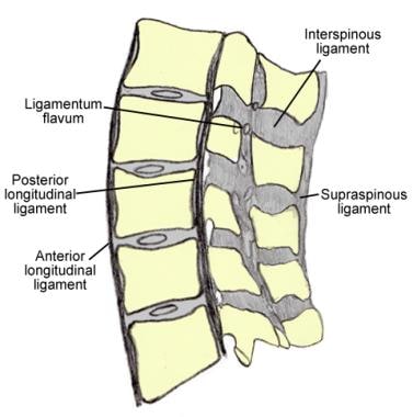 Lumbar spinal ligaments, lateral view. 