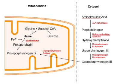 megaloblastic anemia pathway