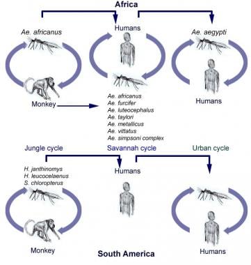 yellow fever virus labeled