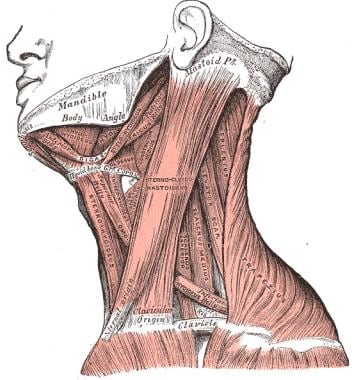 Anterior cervical muscles. 