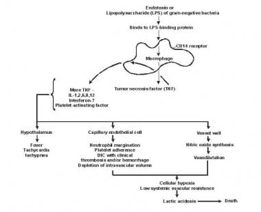 Diagram depicting the pathogenesis of sepsis and m