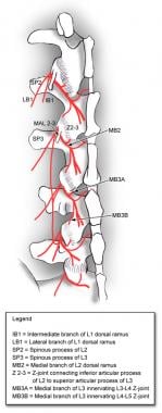 Innervation of the facet joints; dorsal ramus inne