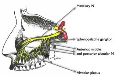 Branches of maxillary nerve. 