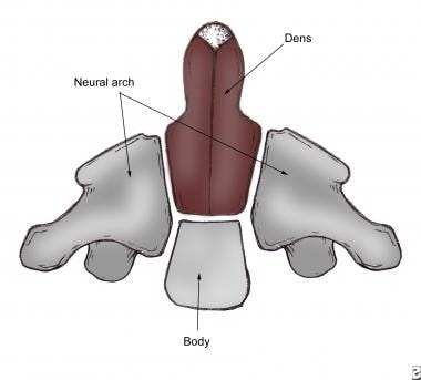 轴部有5个初级骨化和2个次级骨化