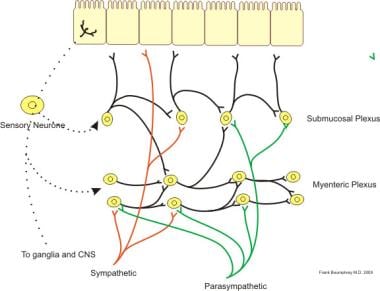 Bladder and Bowel Incontinence