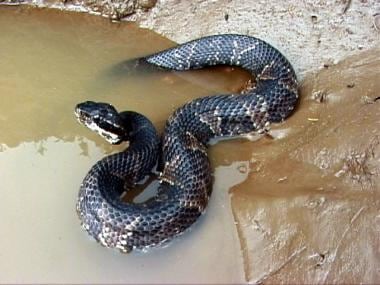 Snake envenomations, moccasins. Cottonmouth or wat