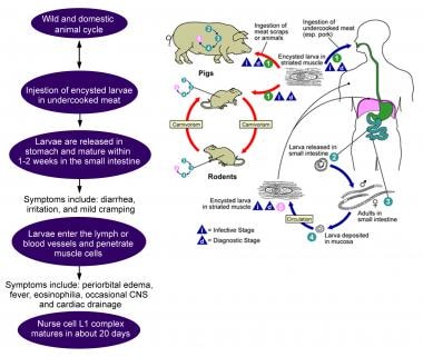 Life cycle of Trichinella species parasite. Image 