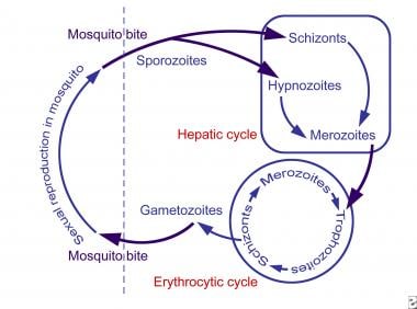 The various stages of Plasmodium life cycle are sh