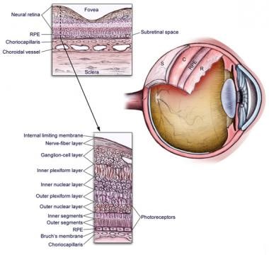 Anatomy of the eye. 