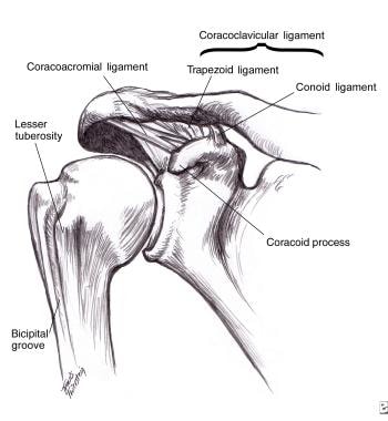 Acromioclavicular joint anatomy. 